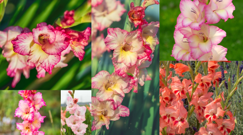 Gladiolus is such a pretty name for such a pretty flower.. _______,̴̧̫̖̮̫̙̪̖̤̰͆̅͑̒,̴̦̘̓͊ͅ,̶̱͋͛͌͆̽͘͝ͅ