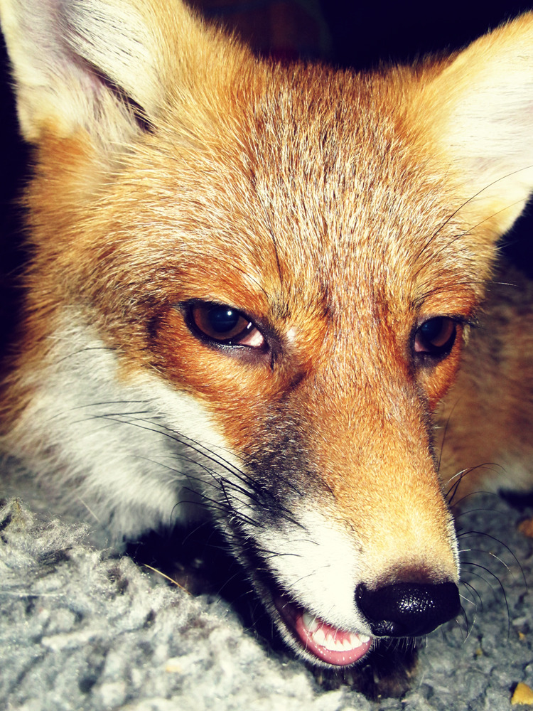 eshu-the-vixen:  Herpy derp fox.   Recently realized how much it helps to have her