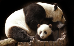 giantpandaphotos:  Bai Yun and her son Xiao