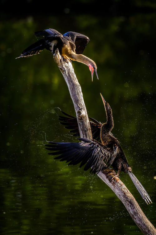 ainawgsd:The anhinga (Anhinga anhinga), sometimes called snakebird, darter, American darter, or wate