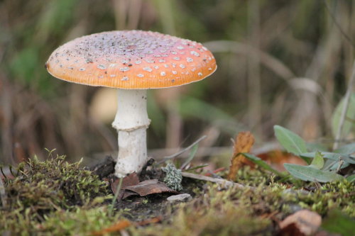 Mushroom by Walsa