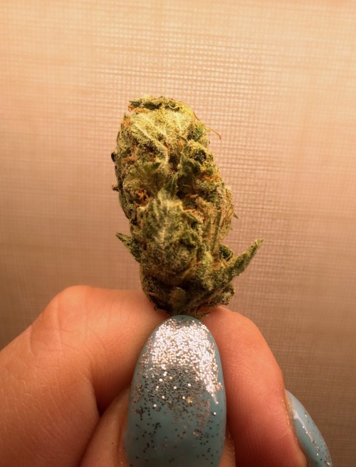 ganja-goddess: Such a good little nug