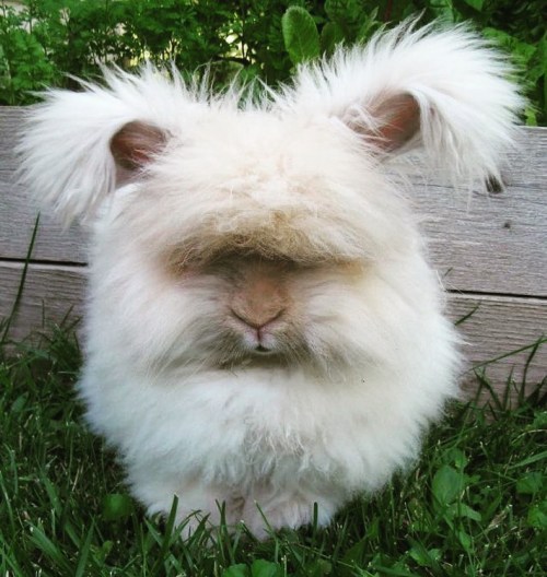 Because we ALL need angora bunnies in our lives right now.   ❤️❤️❤️❤️🤗🤗🤗🤗🐰🐰🐰 https://www.instagram.com/p/CATdL5HAkM7/?igshid=9xnn2kmbsisp