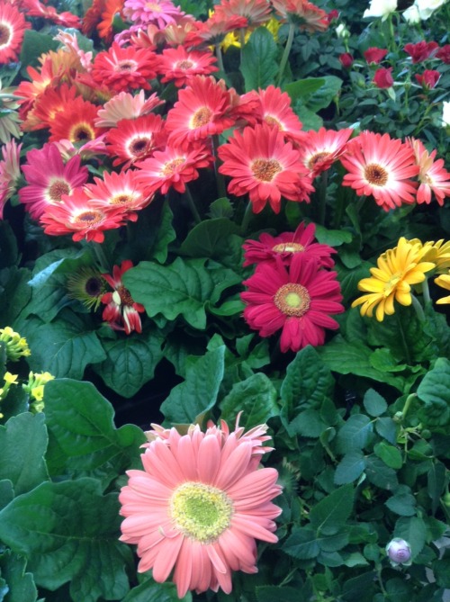 effervescentvibes:  plantilicious:  Garden centres make me happy 🌹🌻   good vibes here 