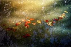 euph0r14:  nature | Floating fallen leaves | by joexpo | http://ift.tt/1TI4NRQ 