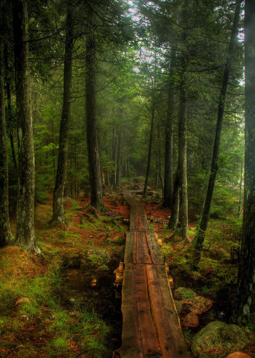 optically-aroused - Acadia National Park, Maine by Harry...