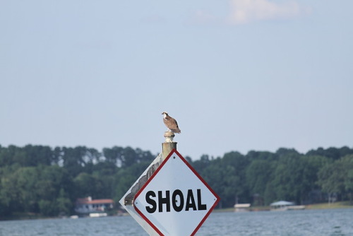 Great news from the osprey nest: The parents seem to have accepted the two new additions!  All 