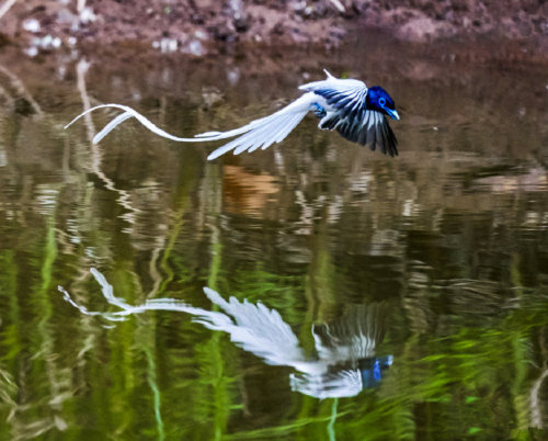 fuckyeahchinesefashion: Chinese Paradise-flycatcher /Terpsiphone incei in dongzhai 董寨, henan ◇ photo