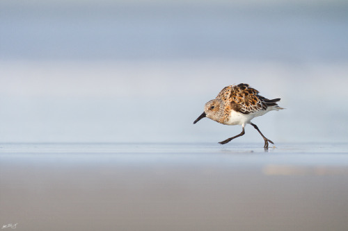 avianeurope:Sanderling (Calidris alba) >>by Matt Bango 