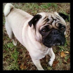 My eyes are down here, pal&hellip;stop checking out my wrinkles! My little guy, Chantz. #Pugstagram #Pugs #Pug #Love #Instamood (at Pug Manor)