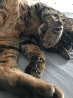 jezthemadficster:I think my little kitty snuck out last night to go drinking. She looks like she has a kitty hangover. Seriously she’s not moving for anything.