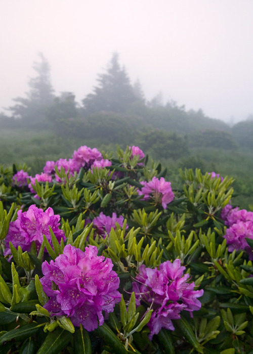 90377:Roan Mountain by Rob Travis