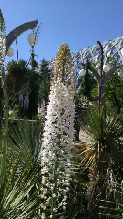 Eremurus &ldquo;Joanna&rdquo; is in the newly circumscribed family Asphodelaceae. Previously, this f