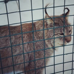 #Lynx / #Izhevsk #Zoo #Animals  January 4, 2014  #Рысь #кошки #киски #cat #cats #kitty #Udmurtia #Russia #animal #Ижевск #Удмуртия #Россия #зоопарк #животные