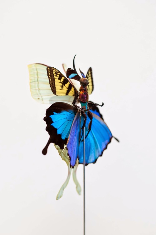 asylum-art:  Cedric Laquieze: Fairies Sculptures  “A new army of fairies for 2014”   Amsterdam-based sculptor Cedric Laquieze decorates real cat and dog skeletons with colorful fake flowers to create some of the insect sculptures you’ve