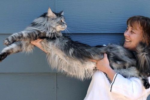 cats-being-amazing:The real life longcat Stewie died in the last few days. It’s a sad day.RIP Stewie