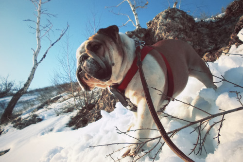 Bulldogs & Sunset