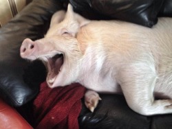 stephthevegan:  Esther the Wonder Pig 😍❤️ 