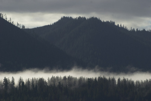 Quinault Old-Growth (Olympic National Forest) by wild trees