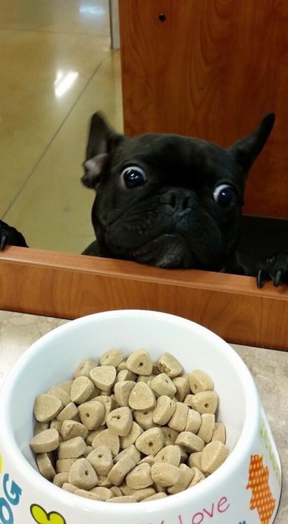 cute-overload:  I wasn’t aware the Vet had TREATS!http://cute-overload.tumblr.com source: http://imgur.com/r/aww/1k4S1KF