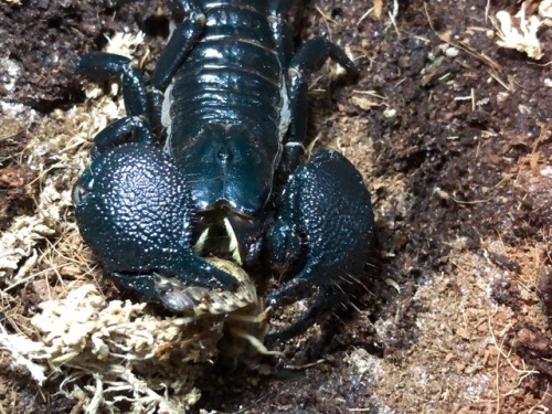 A few pictures capturing how a scorpion eats. A lot of people don’t realize they have two ‘arms’ tha