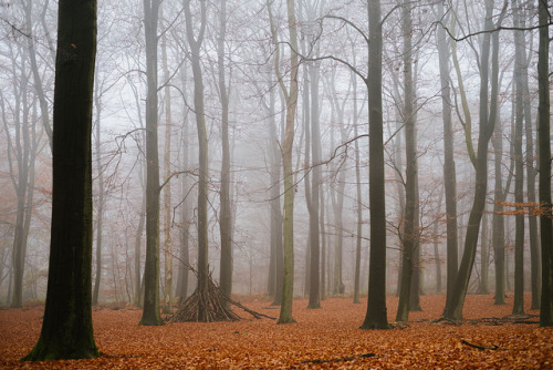 Shelter under the High Trees.. by robertpauljansen on Flickr.