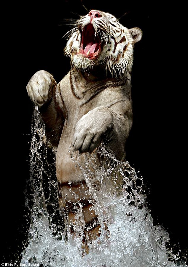 magicalnaturetour:  Astonishing photos of rare Bengal Tiger at feeding time. Photos