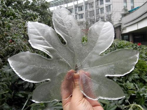 babyferaligator:givemeinternet:Ice off of a leaf.420 freeze it