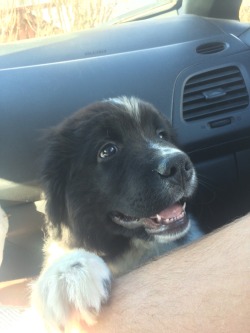 legalwifi:  rorsharts:  Some of my fav car shots of Theo  THIS DOG IS ADORABLE 