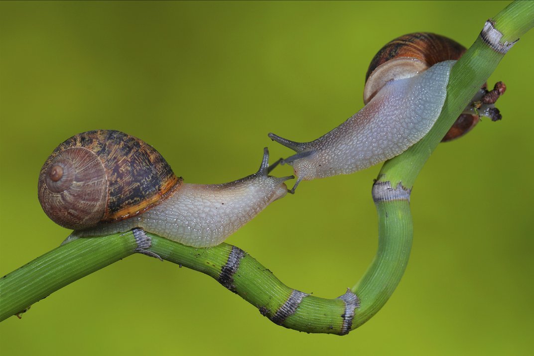 staceythinx:  The finalists have been announced for this year’s Smithsonian Photo