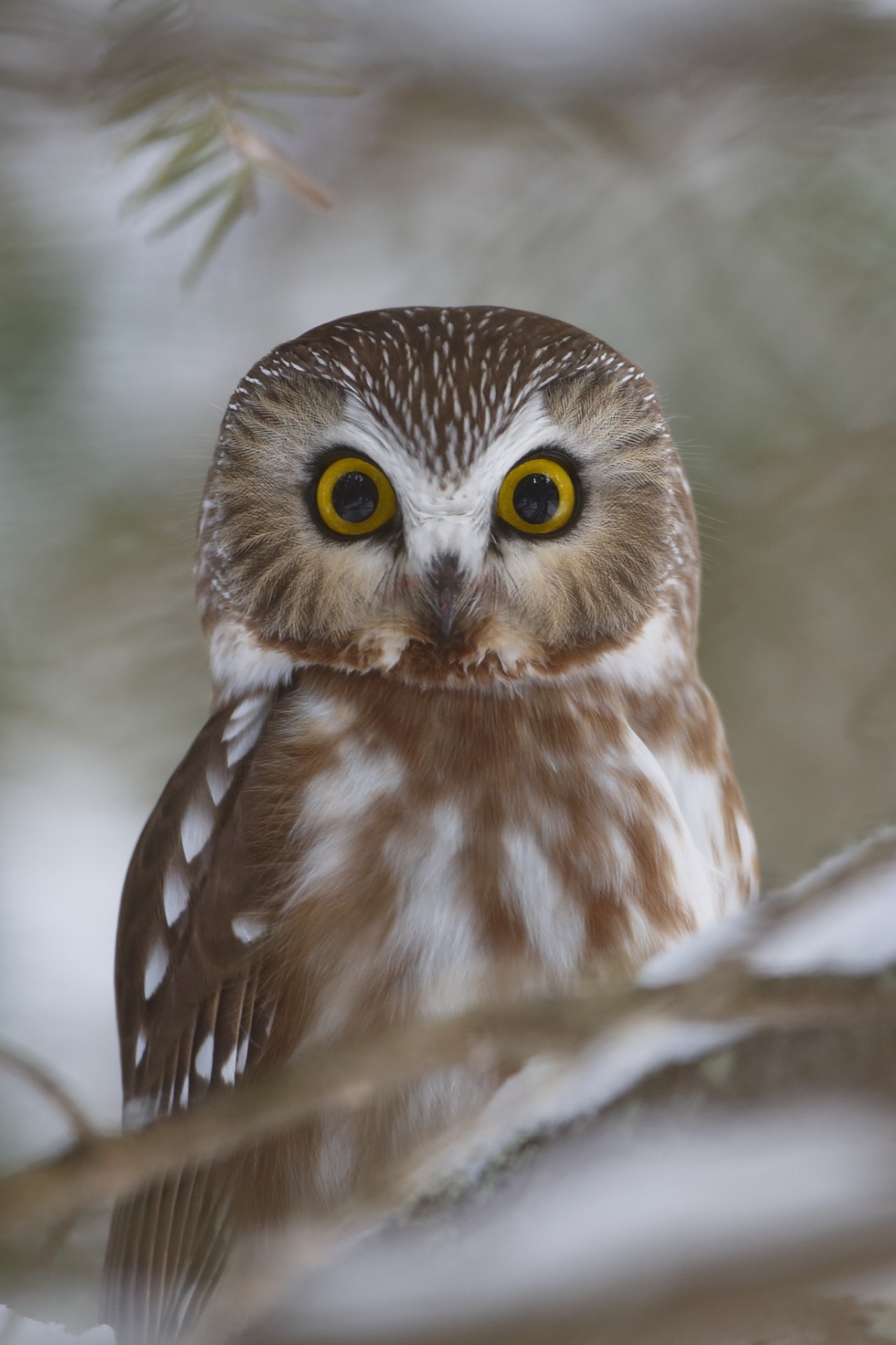 sapphire1707:  These eyes | by christian_chevalier | http://ift.tt/1wjs4e6 