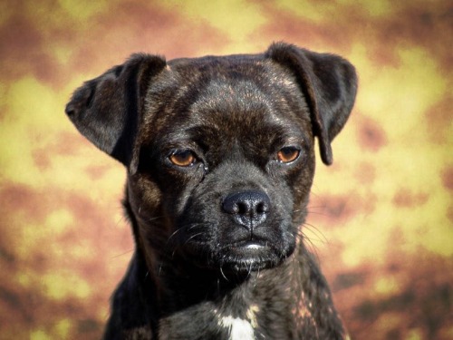 caboodlederps:biwillow:foxinu:perfectdogs:Retro pugs. This is a recreation of the original pug. They