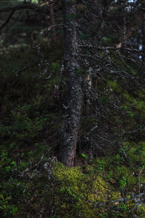 shadecraft-blog:Karelian forest_06 by AderhineWoods in Karelia, RussiaAugust 2015© Aderhine pho