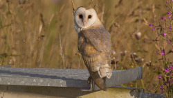 featheroftheowl:  Barn Owl by Karl Bishop