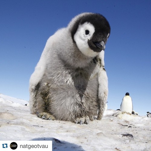 #Repost @natgeotvau with @repostapp. ・・・ How does one experience the life of a penguin? How about a 