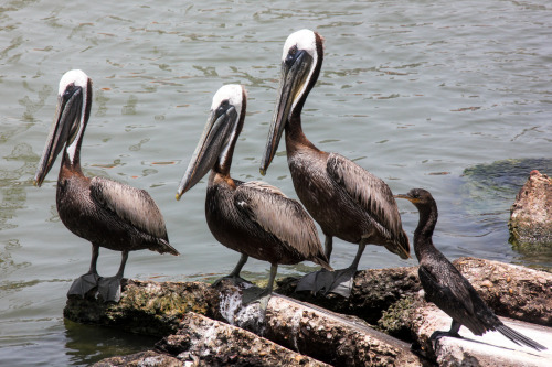 Three pelicans and something else.