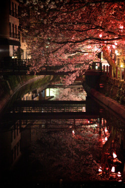 riri-neko:  Sakura by b.goh on Flickr.  holy fucking shit