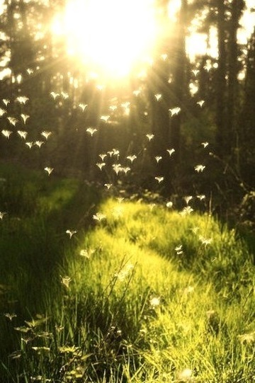 In Flight, Westphalia, Germany