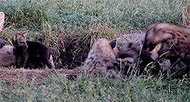 crocutalupus:Spotted hyena cubs play (x)