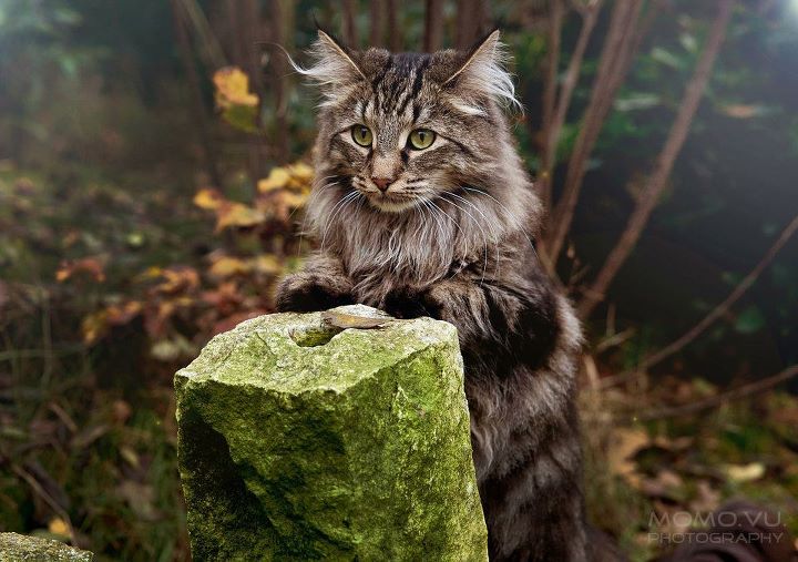 inmylifeitsalwaysraining:This is the type of cat that would try to sell me magical