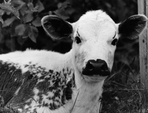 meschkinnes:  Close-up of a calf by Paul