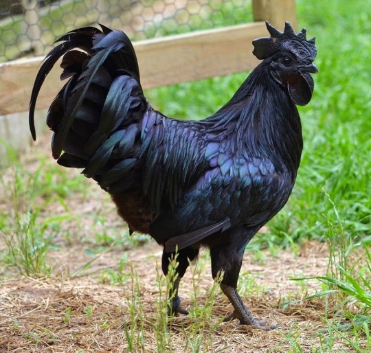 gaymilesedgeworth:  lobstronomousskeleton:  gaymilesedgeworth:  gaymilesedgeworth:  i love that one really expensive goth chicken breed  seriously goth chickens  are you kidding? Look at that stare Death Metal Chickens  they’re goth chickens and i’ve