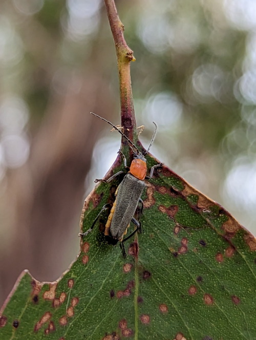 The Soldier Beetles I Found