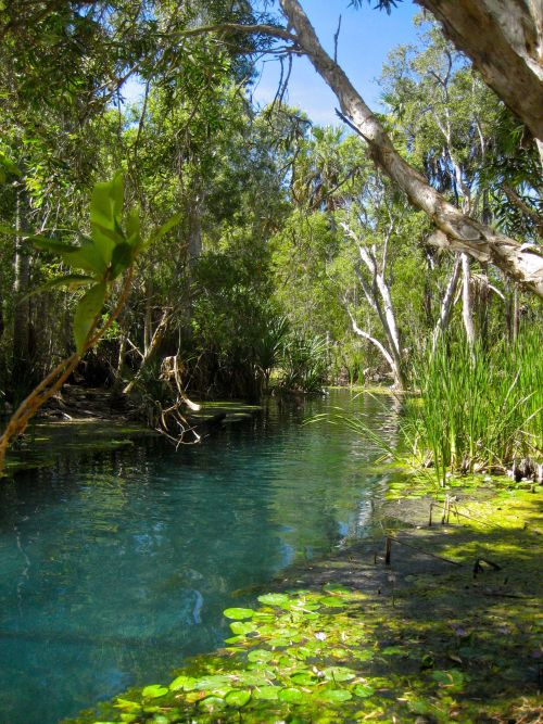 oceaniatropics: Mataranka natural hot springs, Northern Territory, Australia