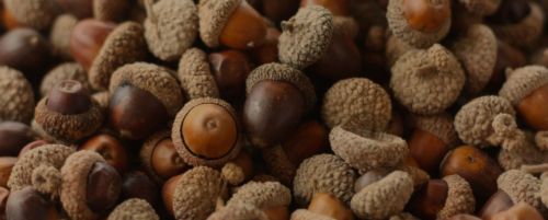 The Magick Of Acorns