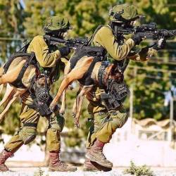 doggos-with-jobs:  Dogs from the IDF’s Oketz K9 unit.