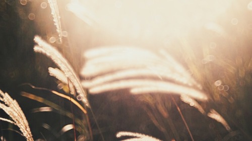 Golden Hour Happiness