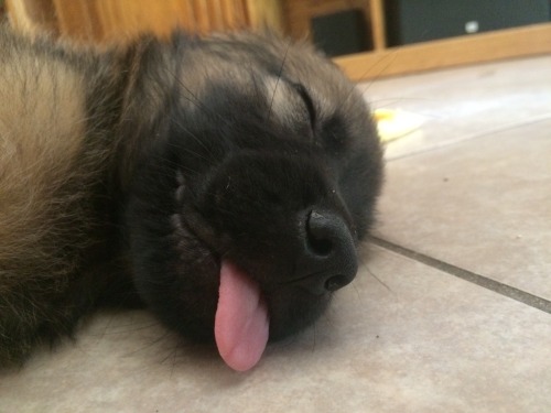 zacklover24:itshaejinju:down-on-skid-row:kodalinarry:apparently, tongue out is the best way to sleep