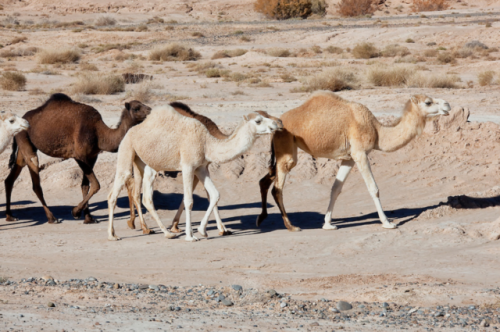 livestockguardiangod: Herd of dromedaries (camels) in the Sahara desert, Morocco. Photographed by Ro