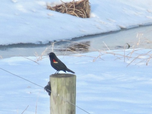 Red-winged blackbirds are probably struggling to get enough to eat because of the snow cover.